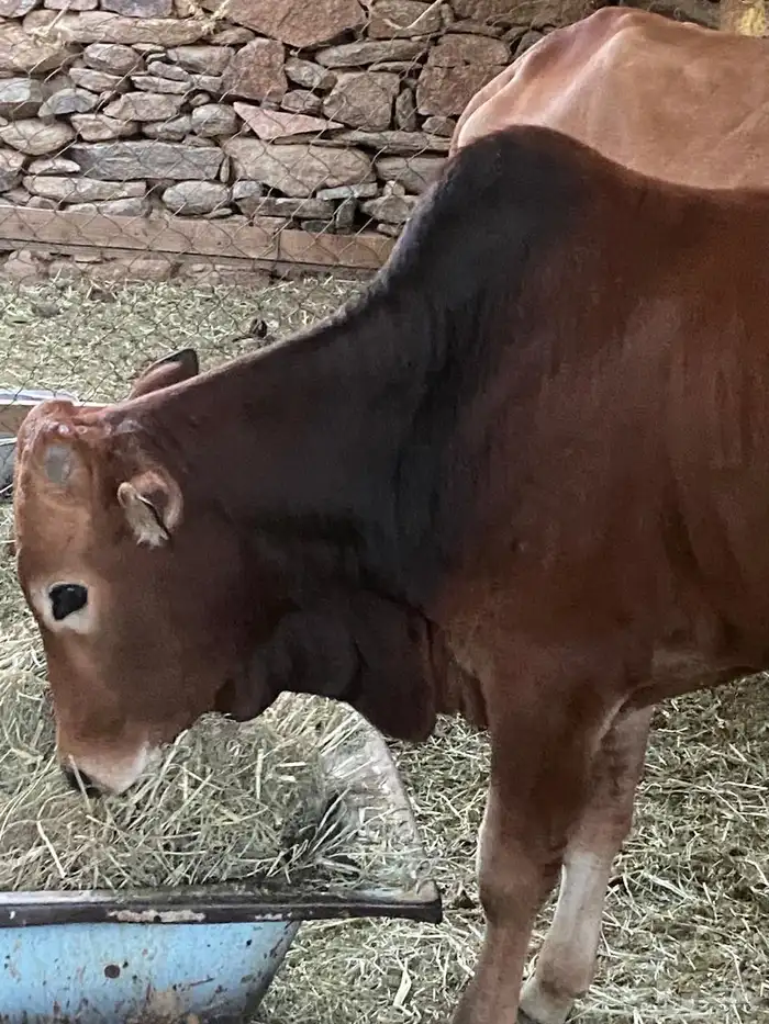 حسيل بلدي على الشرط نظيف 1