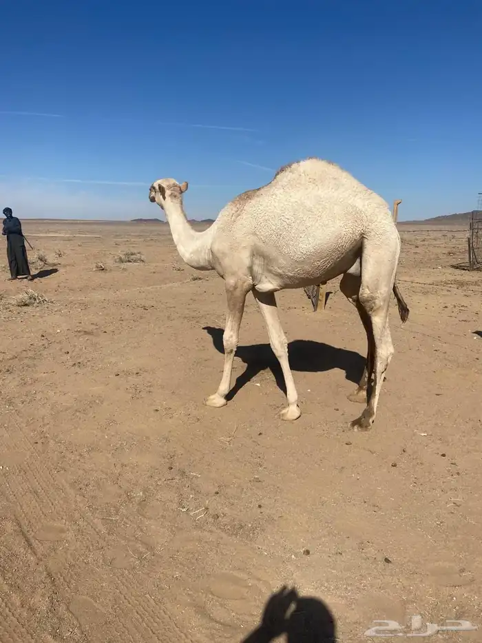 قعود للبيع 2