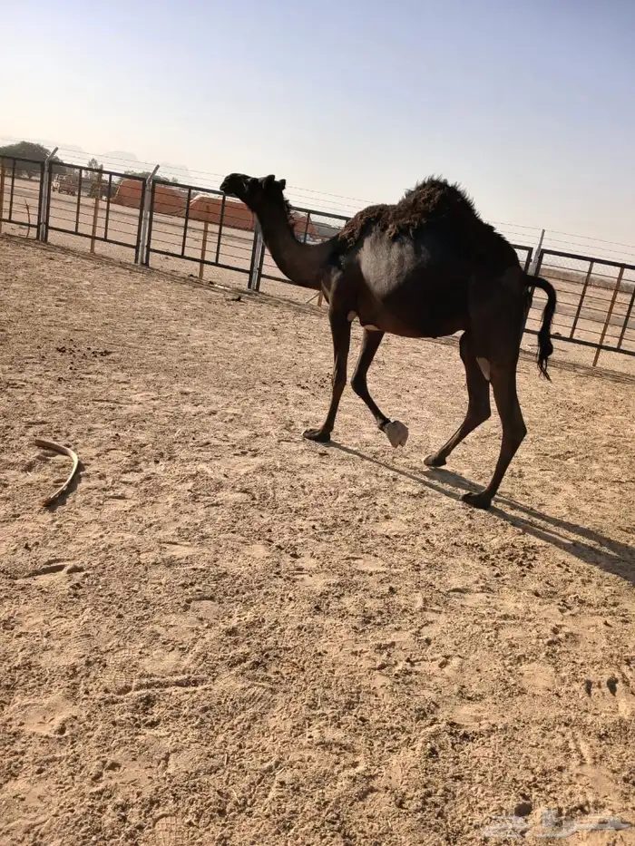 مجهم لقحه اقبل البدل بصفرا 0