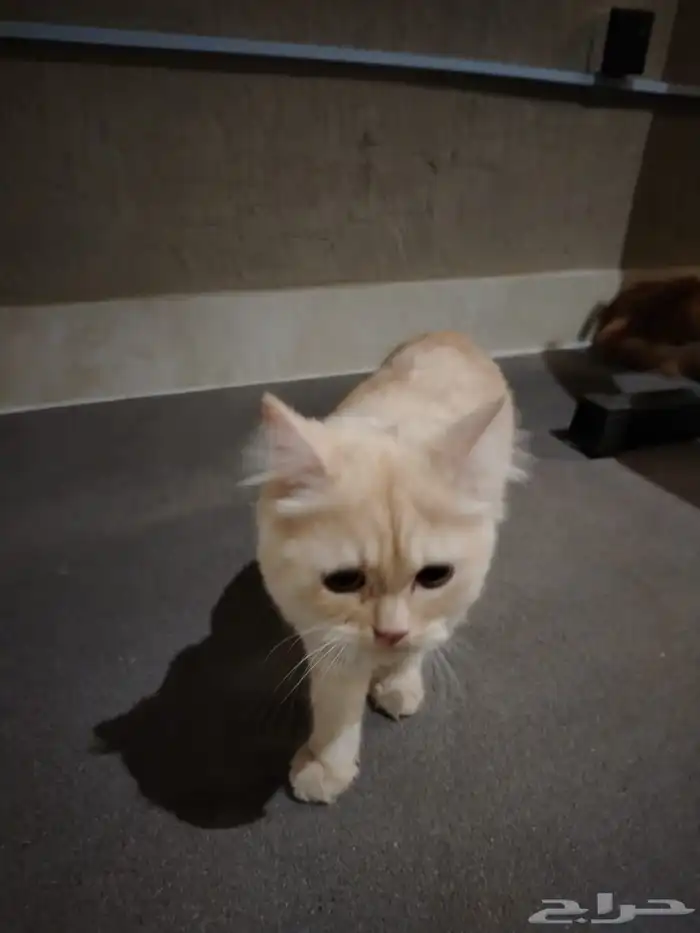 قطط اليفة للتبني بدون مقابل 2