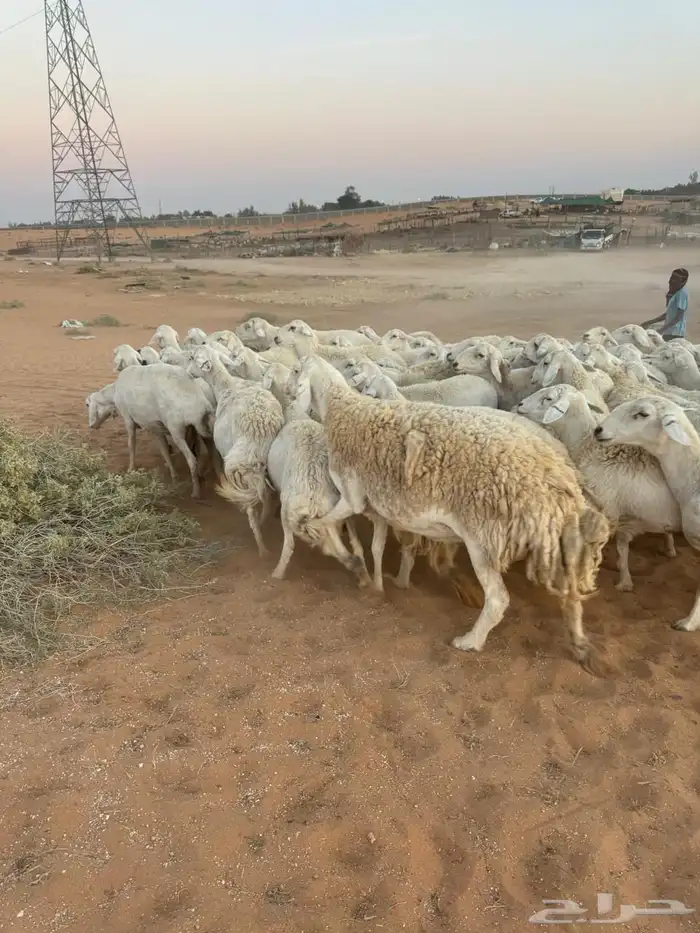 للبيع حريات ومعزاء 10