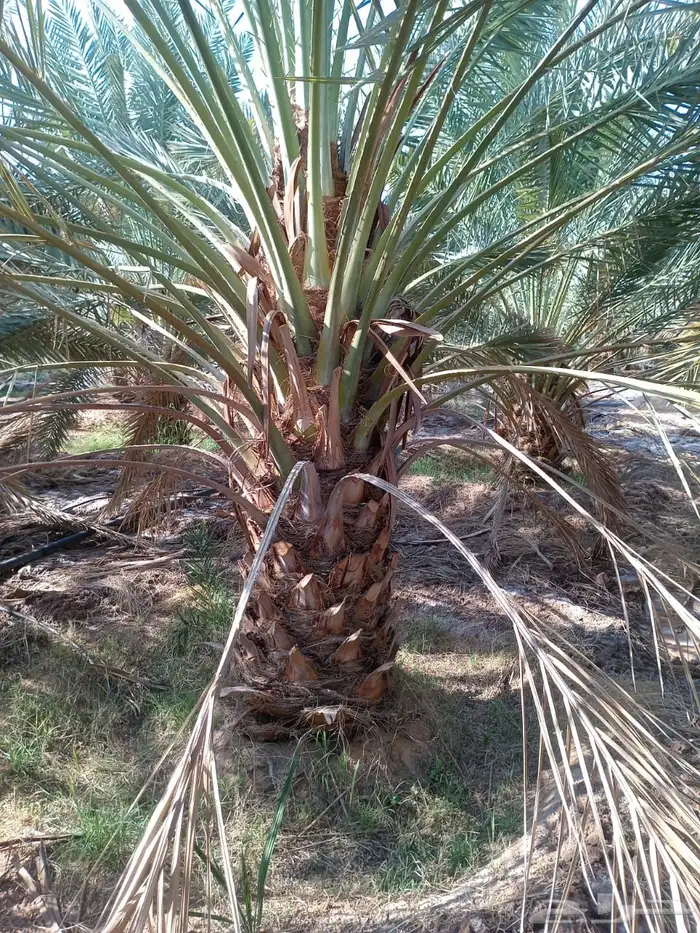 نخل للبيع نخيل اشجار نخيل عربي مثمر 7