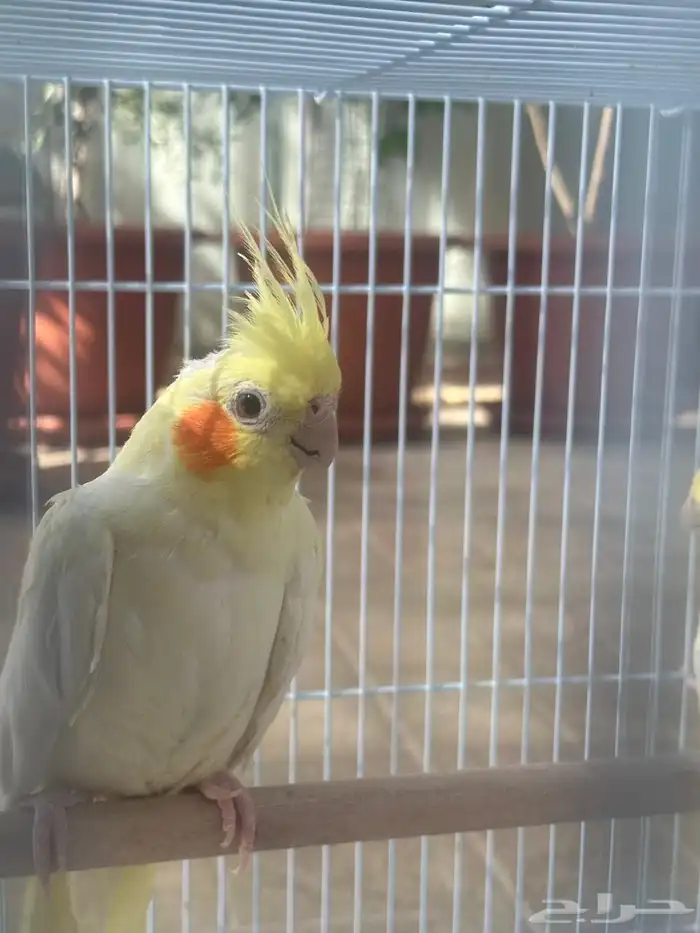 كروان ذكر و أنثى والفين على بعض سبق انتج صغار مع القفص 2