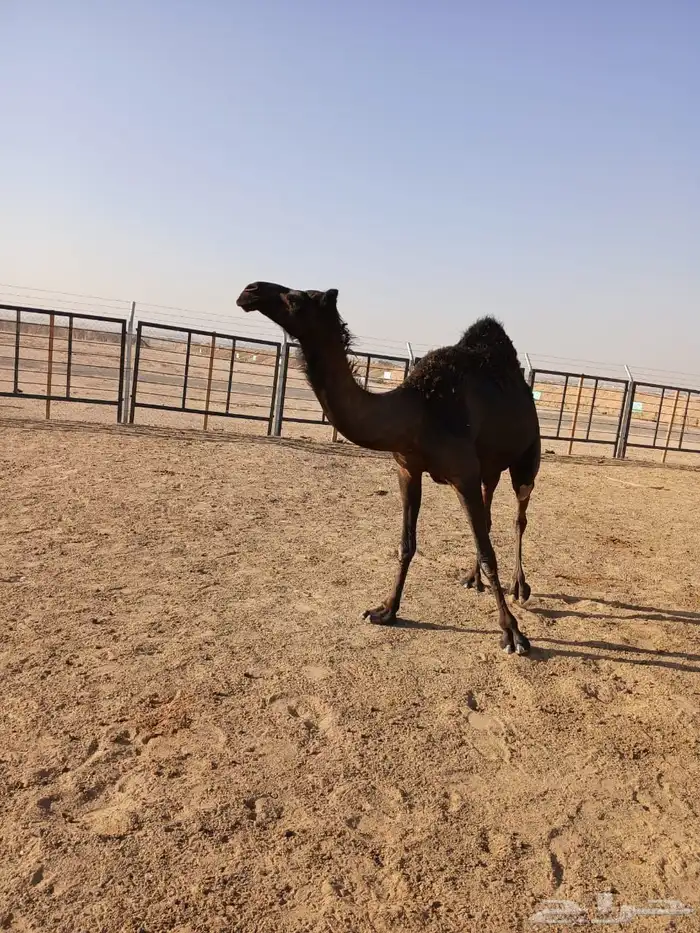 مجهم لقحه اقبل البدل بصفرا 8