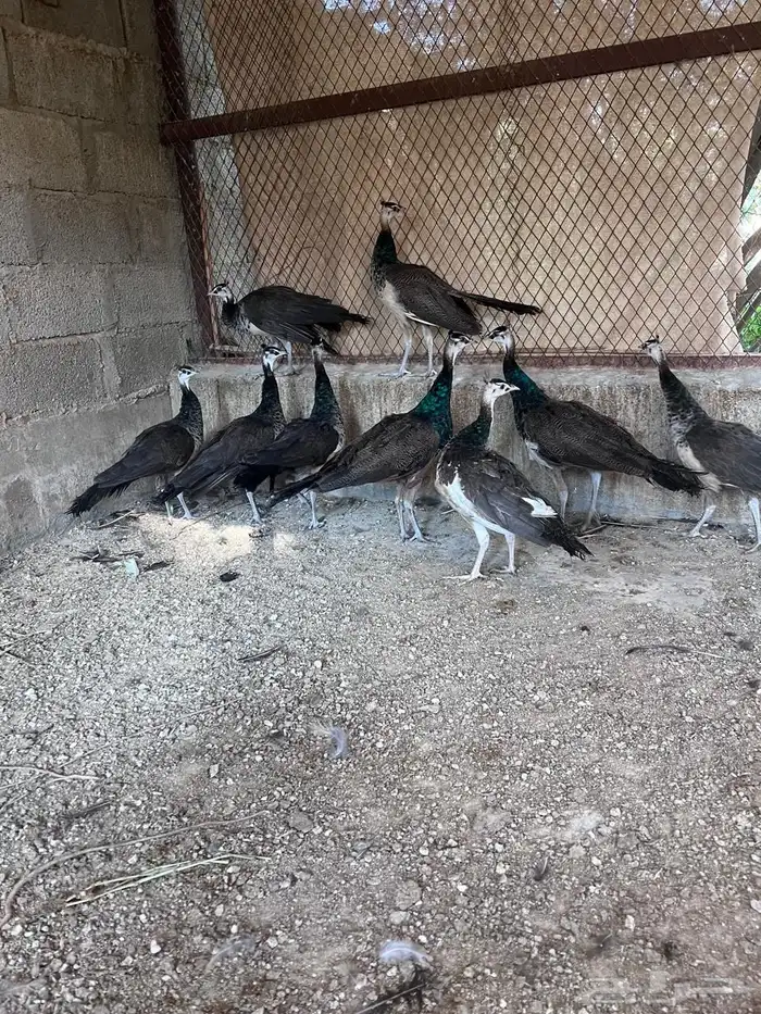 طاووس للبيع 0