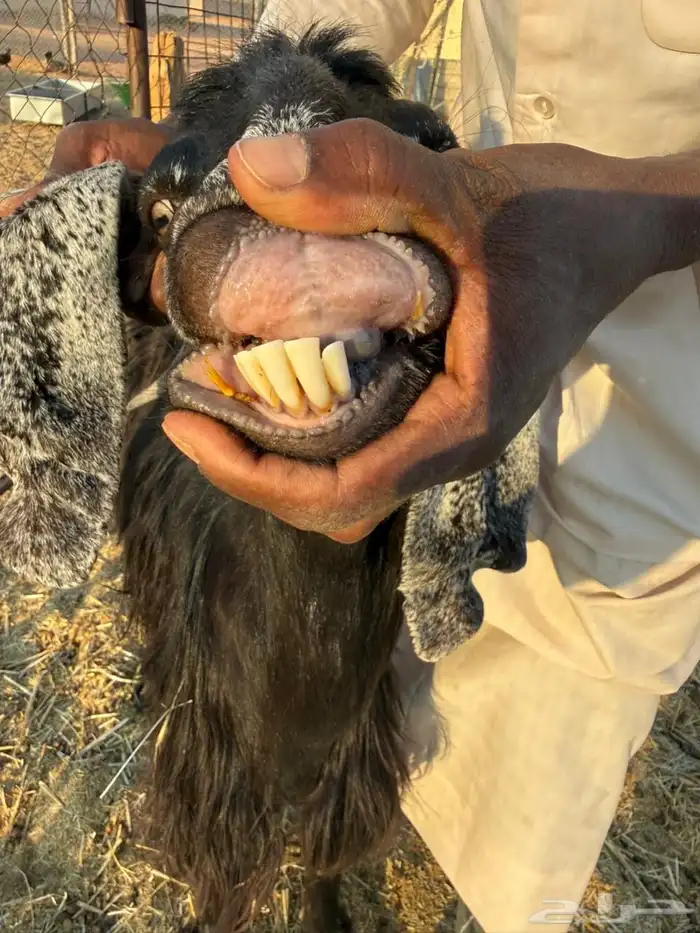 معزاء عوارض طيبه تم البيع 2