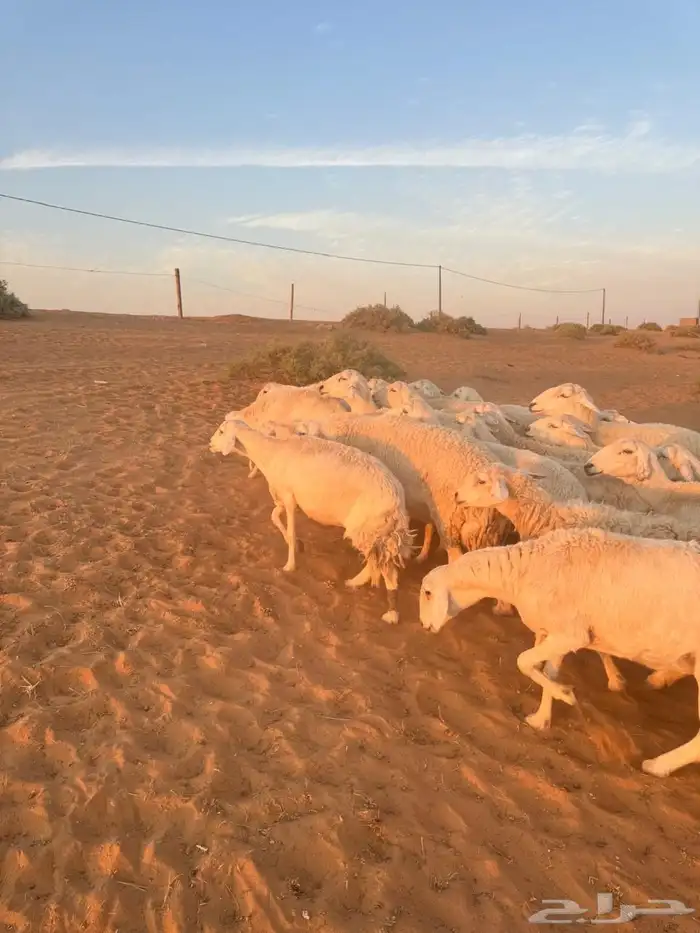 للبيع حريات ومعزاء 5