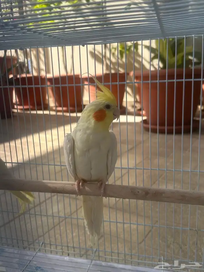 كروان ذكر و أنثى والفين على بعض سبق انتج صغار مع القفص 6