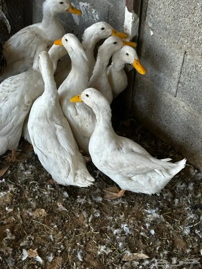 البيع بط بكيني 1