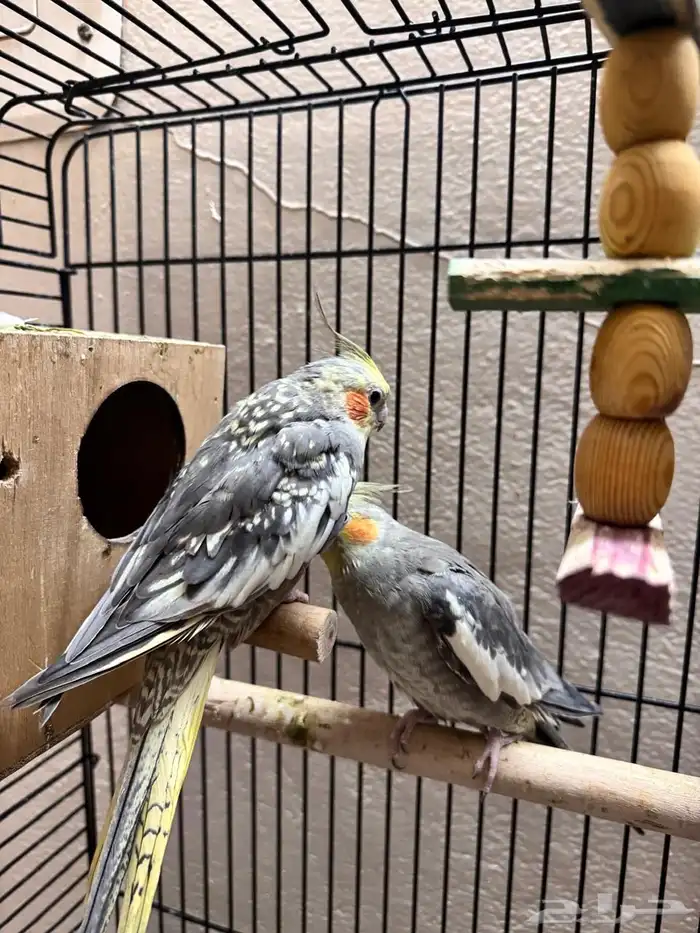 طيور كروان 0