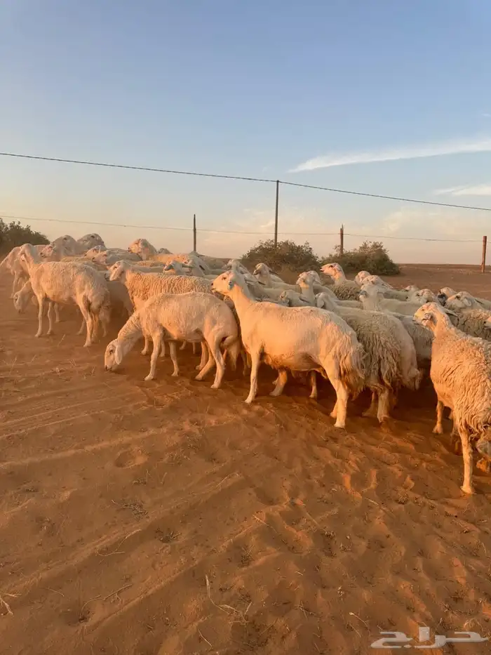 للبيع حريات ومعزاء 3