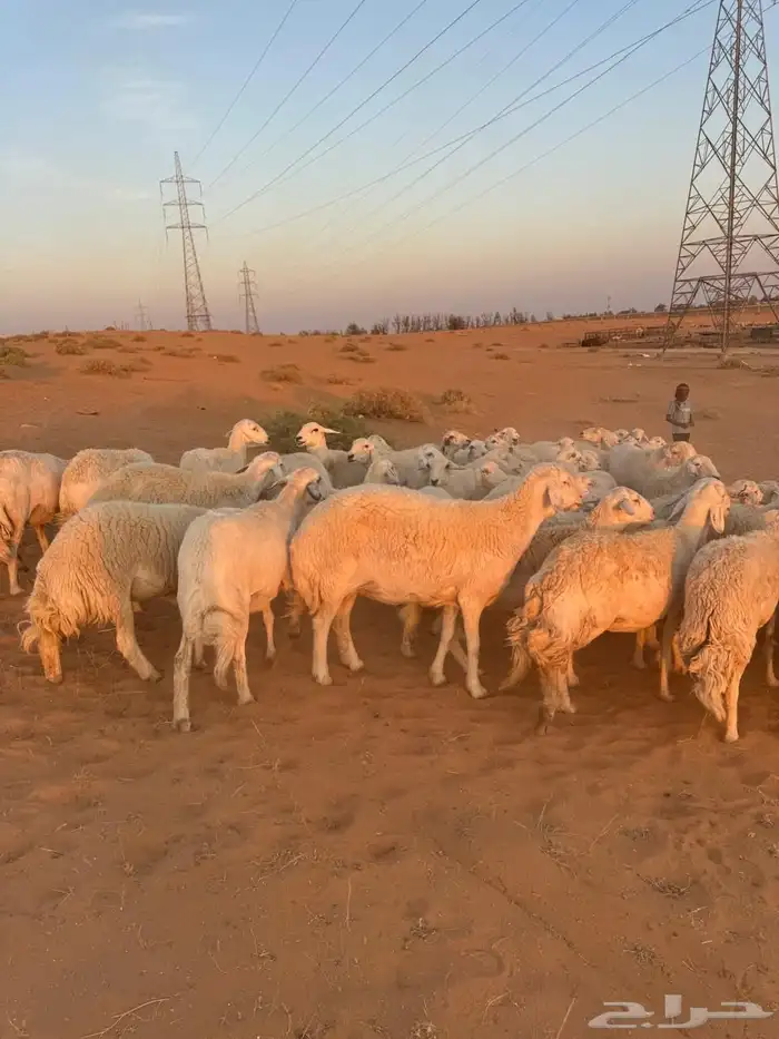 للبيع حريات ومعزاء 1