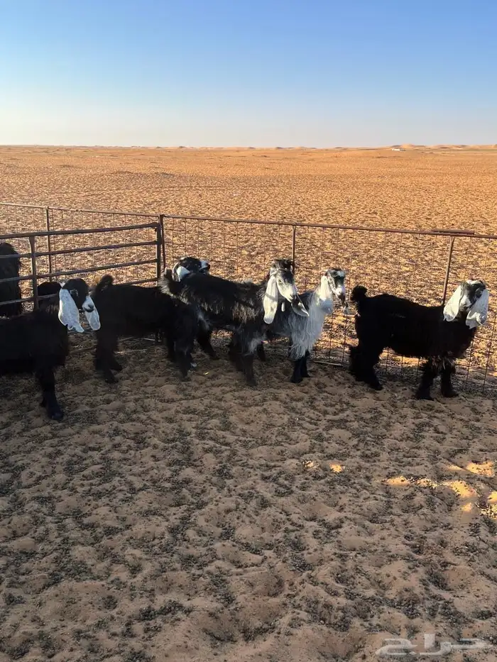 جفرات عوراض العدد 8وتيس العمر 6شهور الموقع شمال طلحة 5