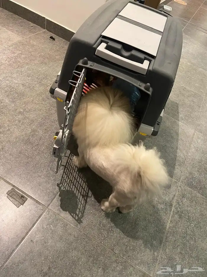 كلب بيكنيز بيور 2