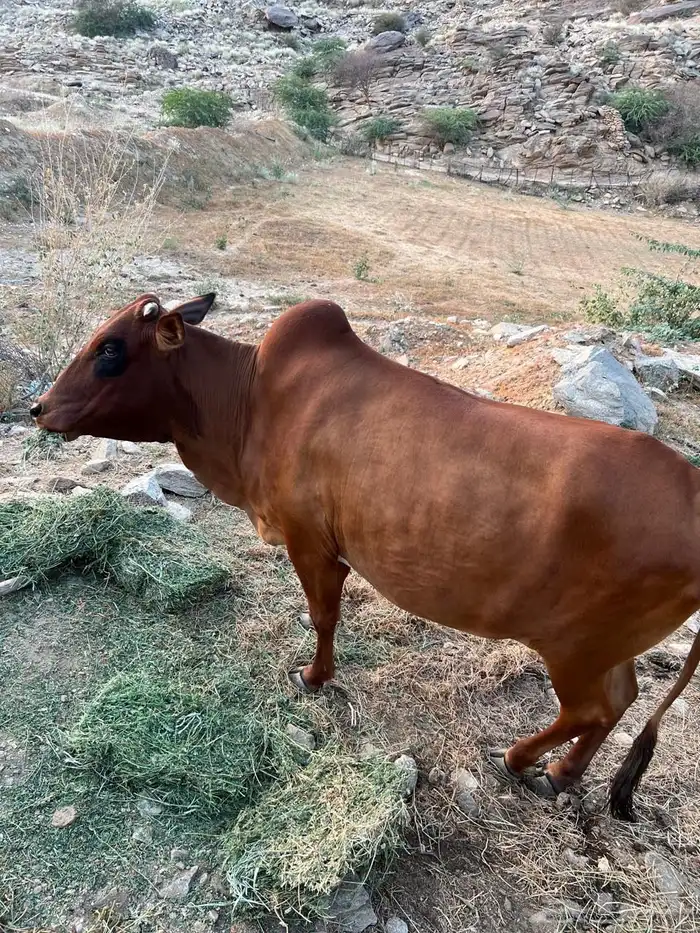 بقره للبيع 0