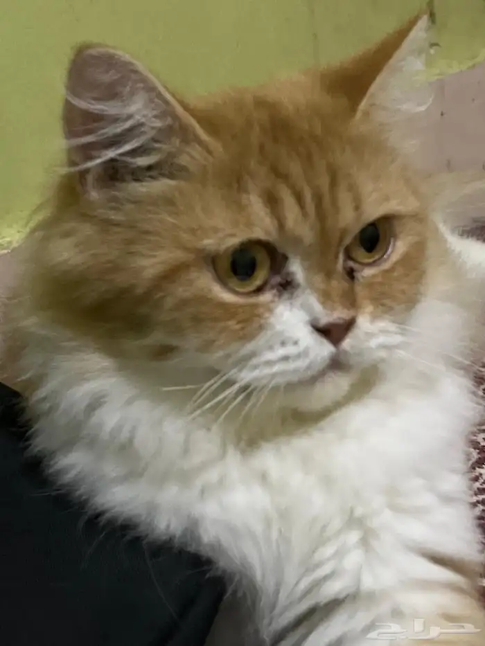 عند مسجد رقيه واضح انها مفقوده الي يبيها او حقته يكلمني 0