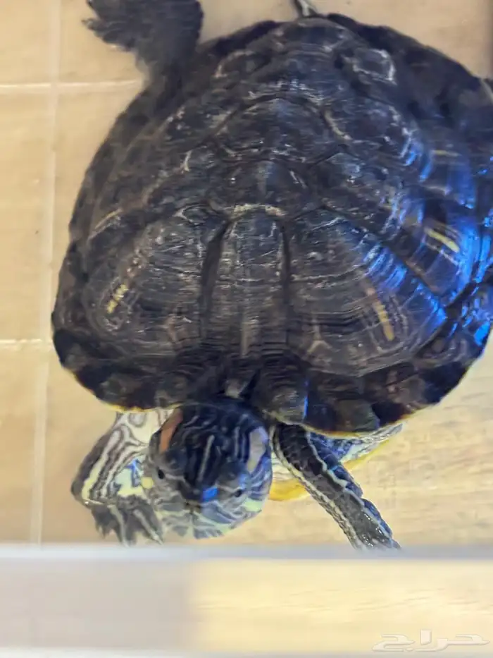 سلحفاء مائيه كبيره 1