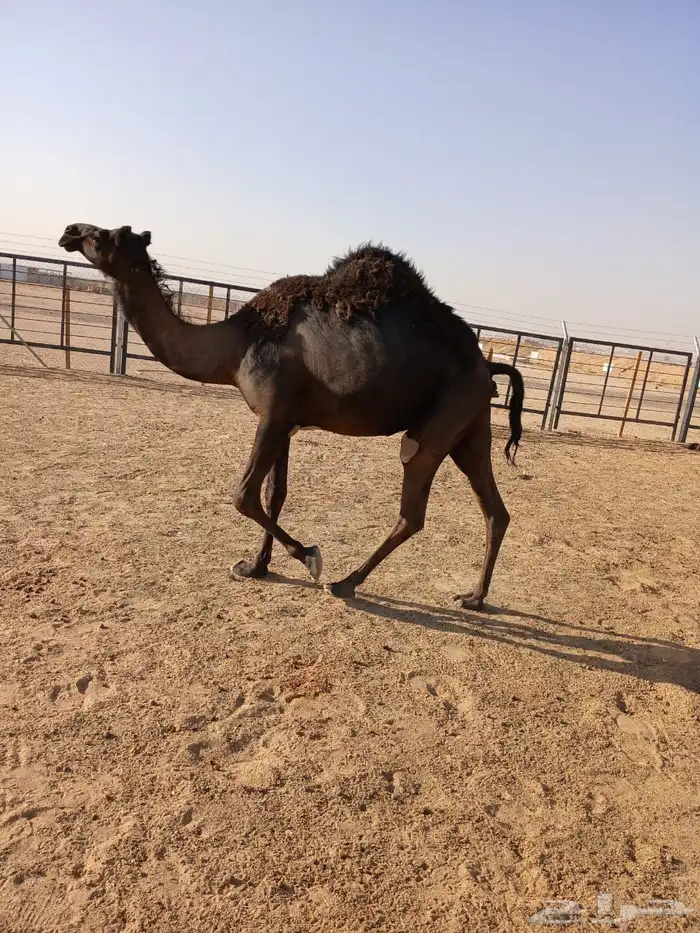 مجهم لقحه اقبل البدل بصفرا 3