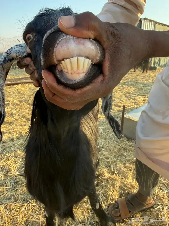 معزاء عوارض طيبه تم البيع 4