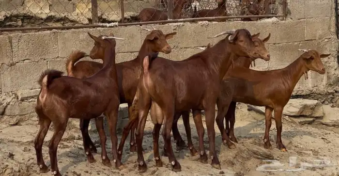 جفار دهم تاسيس مراح 1