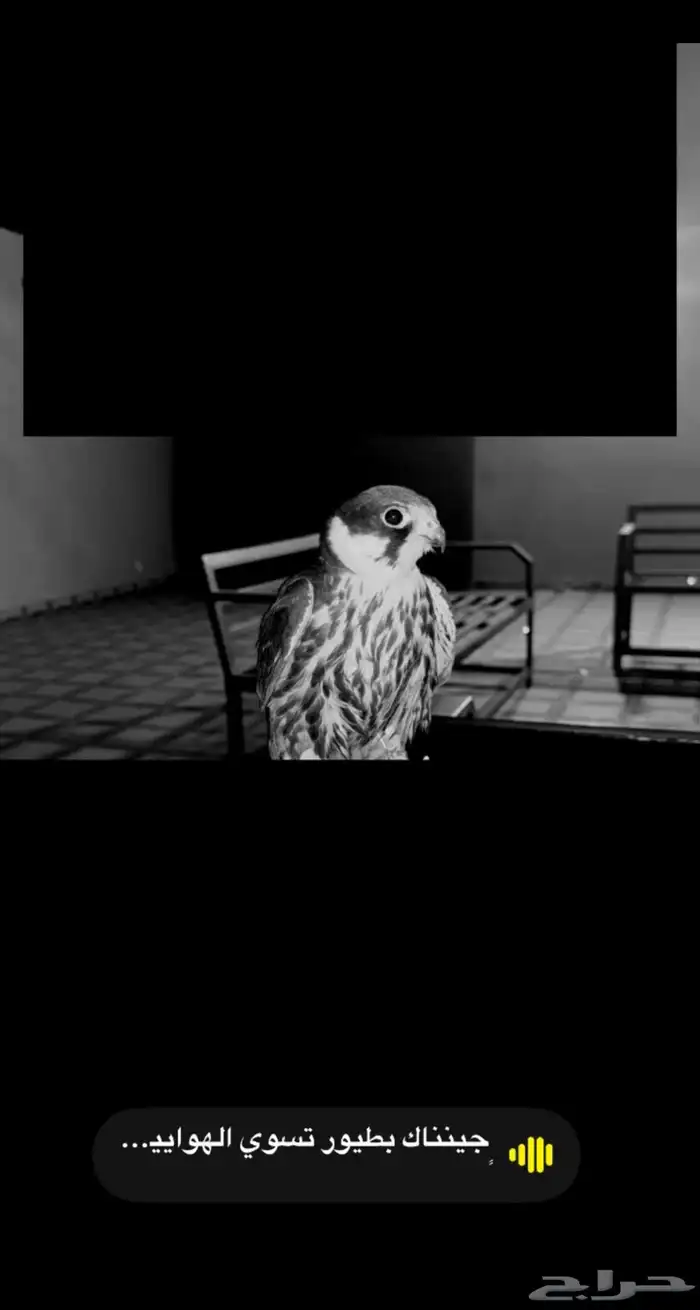 بكه ضايعه عرعر. 0