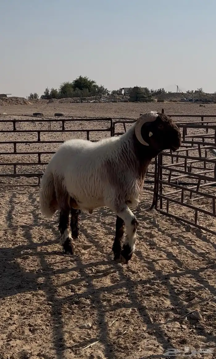 جذع صنف غنم نعيم فاخر 1