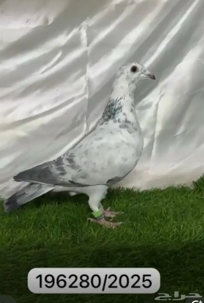 حمام زاجل سباق 6