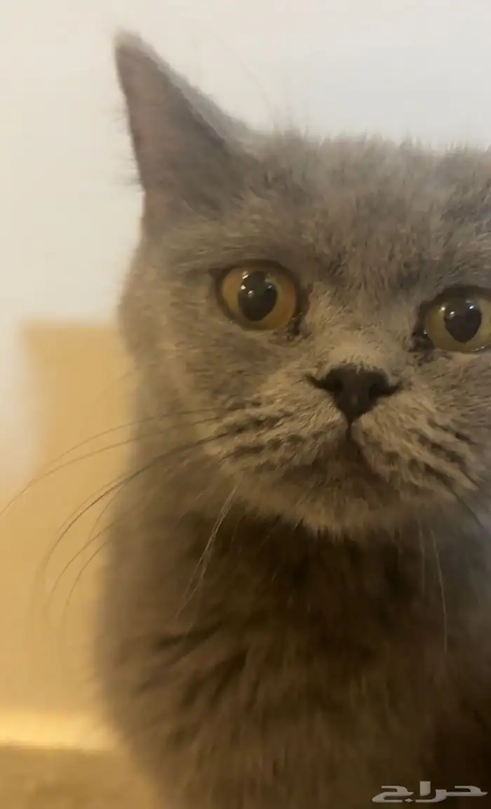 قطة سكوتش ستريت ذكر 2