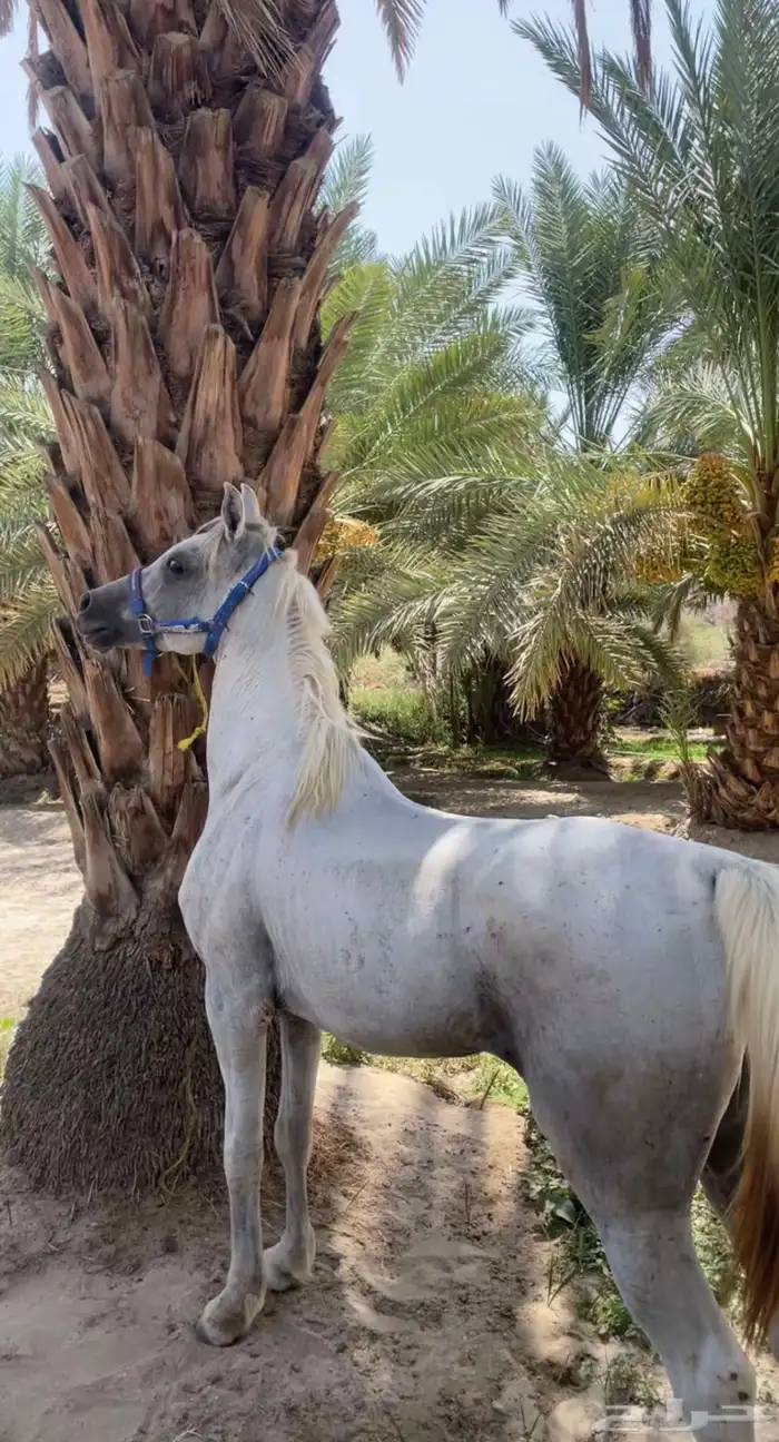 خيل شعبي 2