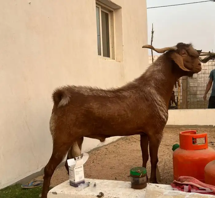 تيس محايلي 0