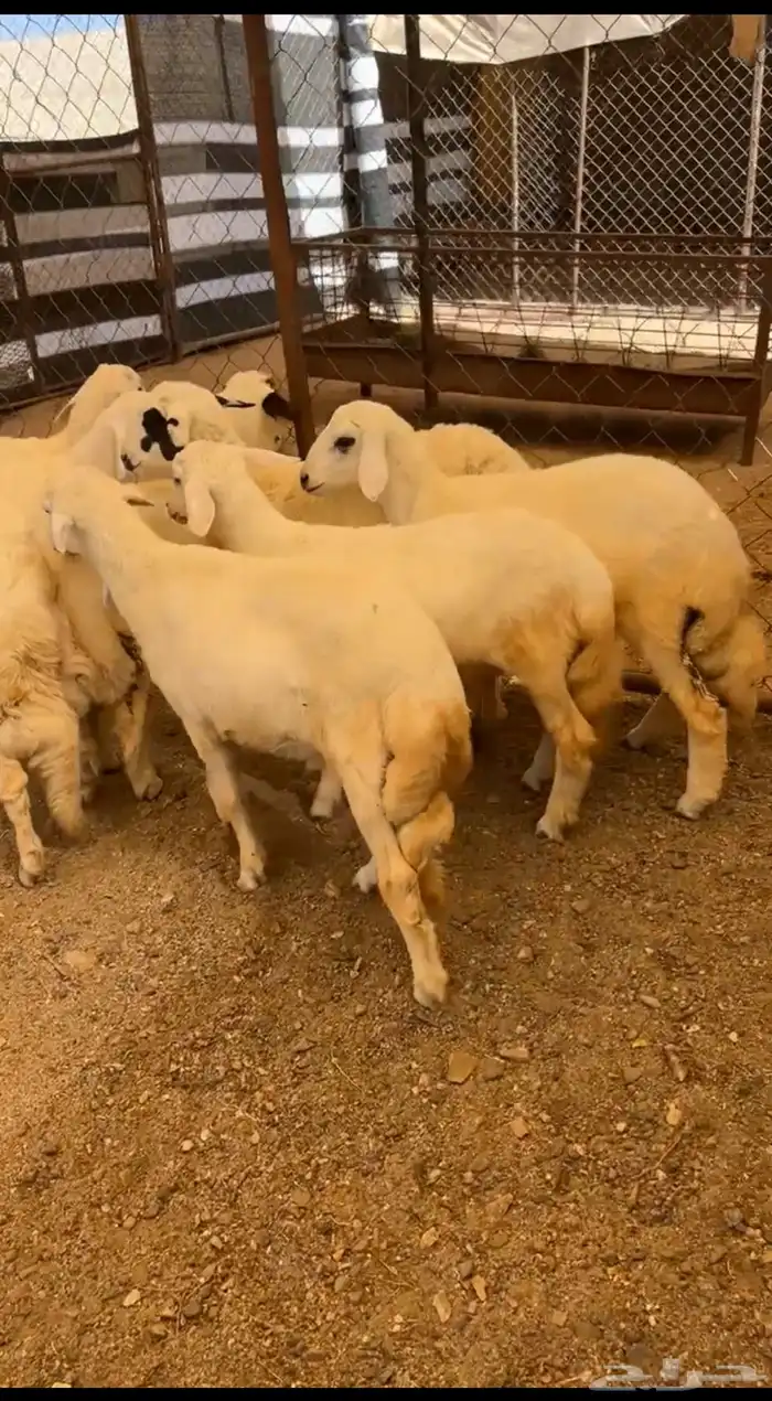 ثمانيه من البهم كفووو وعلى الشرط ونظاف 0