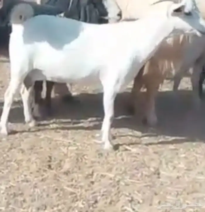 معزى جنوبيات دفيع 1