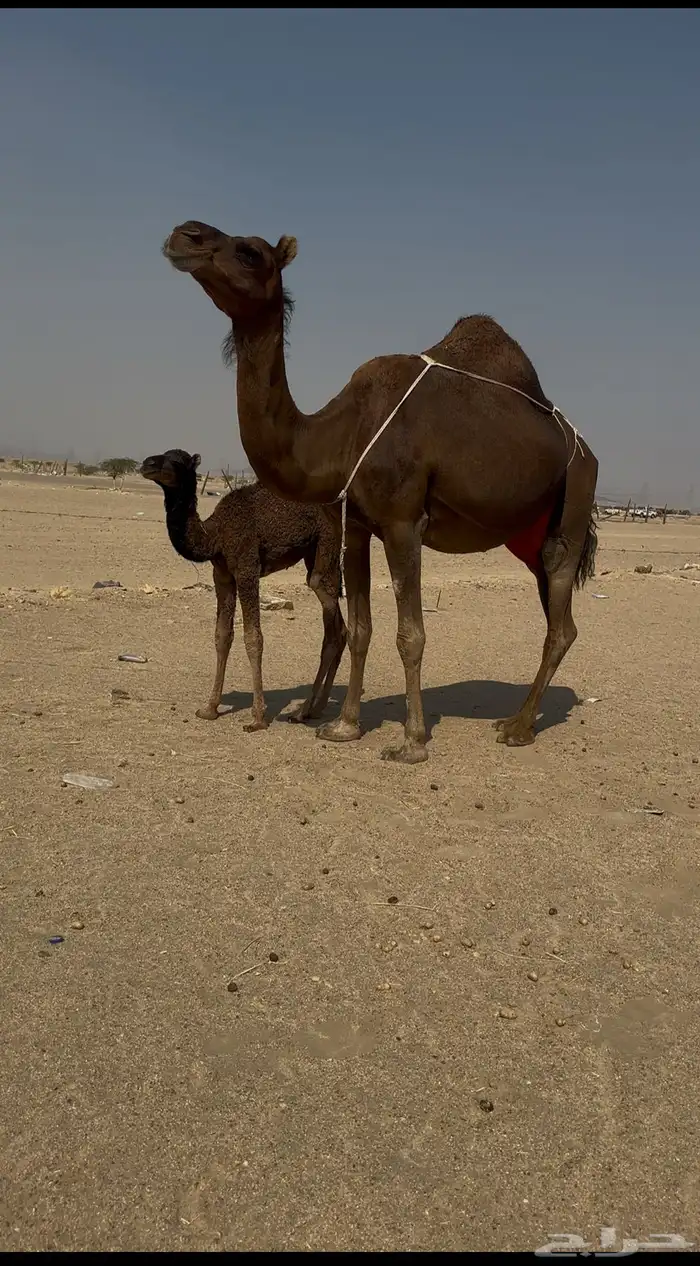 خلفه ساحليه مصغر معها بكره 7