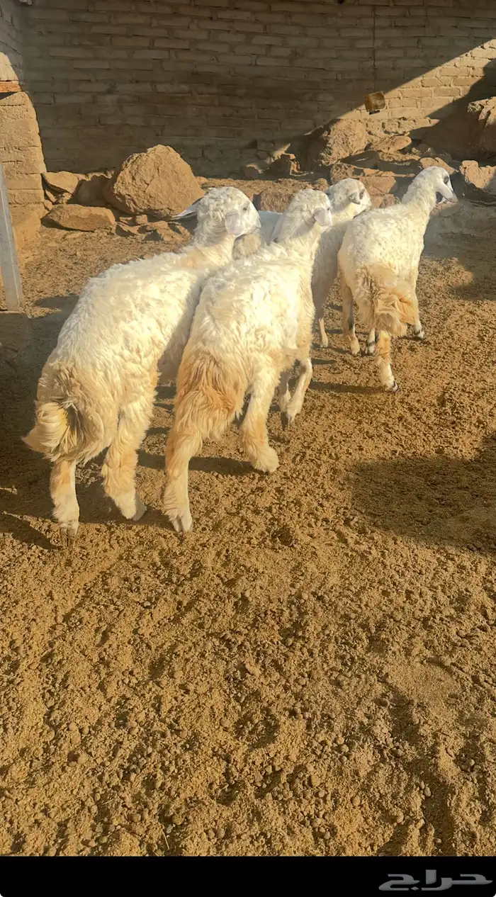 طليان ذبائح الموقع اضم 1