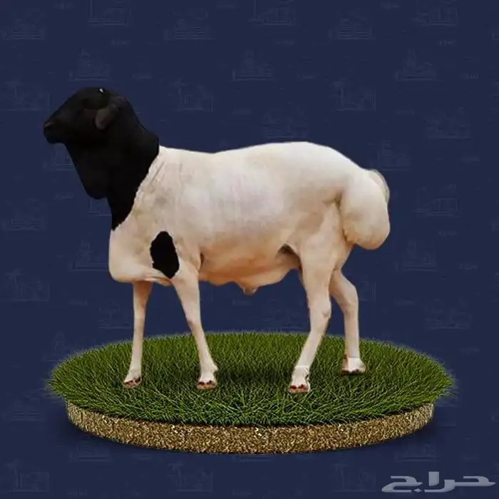 بربري للبيع بالجمله 0