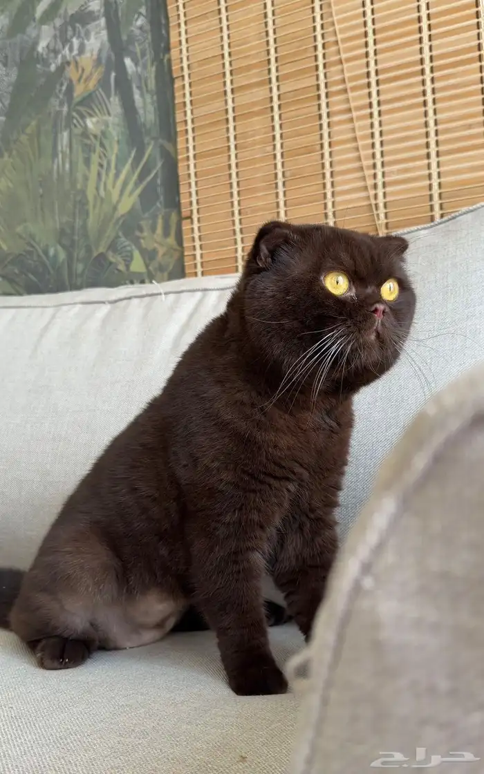 سكوتش فلود سينمون للتزاوج 0