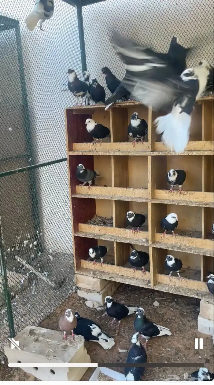 قطايف درع نظيفه 2