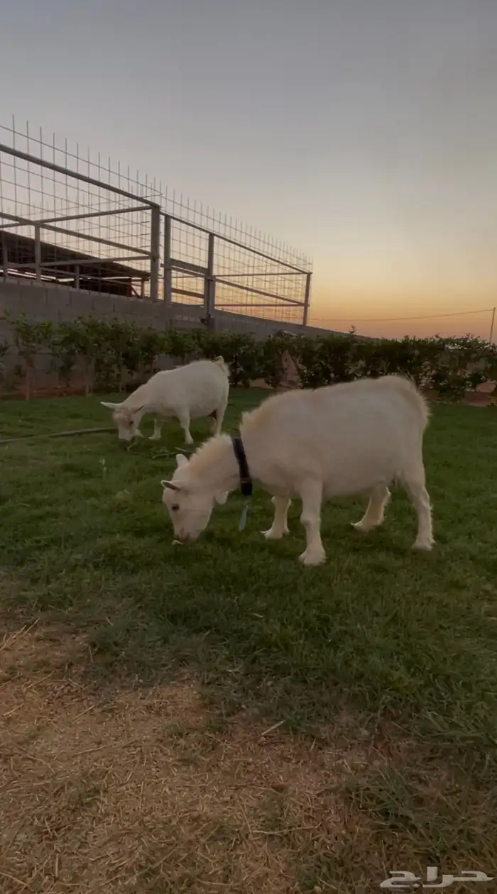 معزا قزميات 1