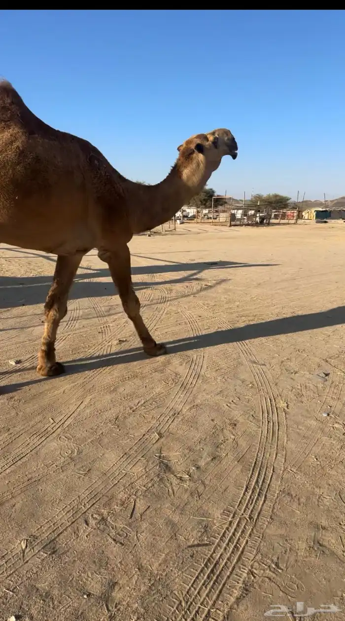 للبيع فحل ثني 0