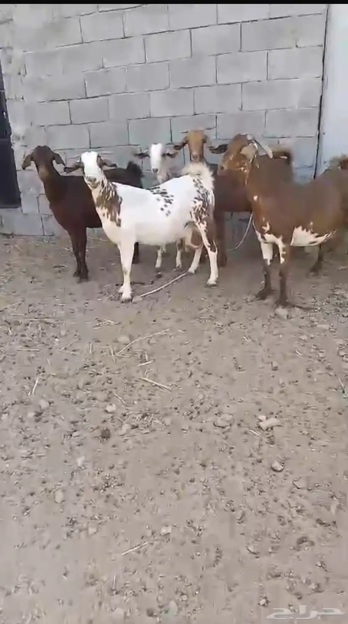 معزا جنوبيه دفيع مفاصيل 1