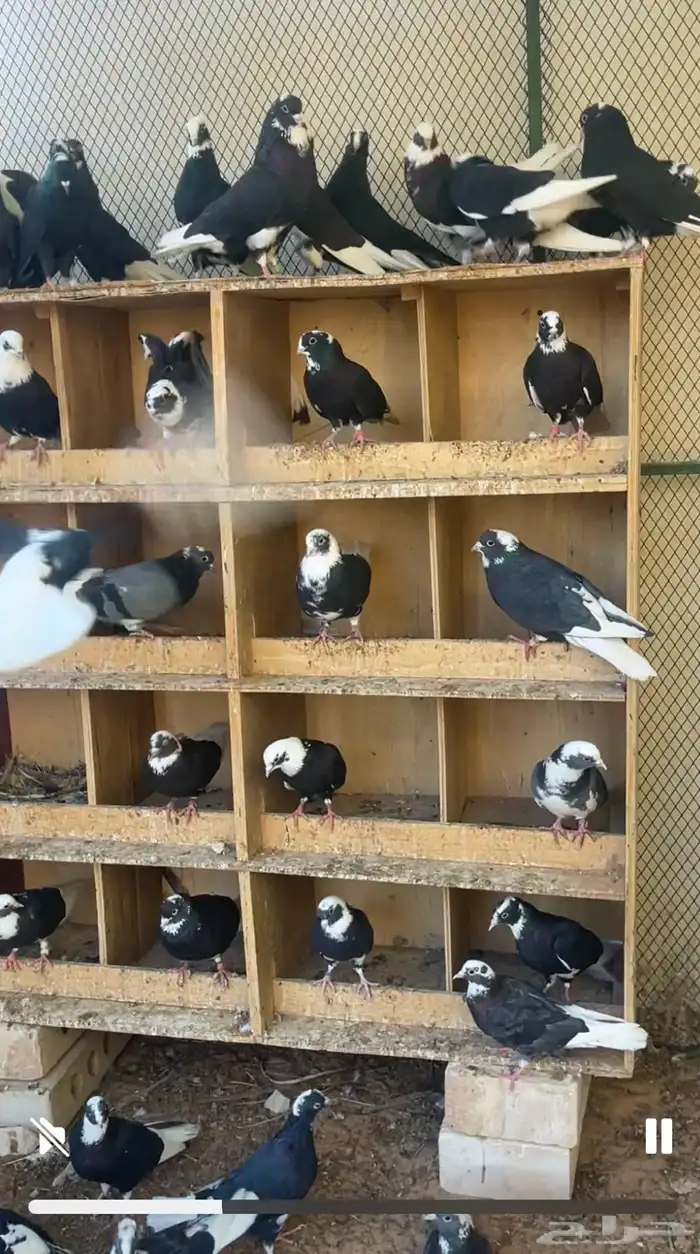 قطايف درع نظيفه 1