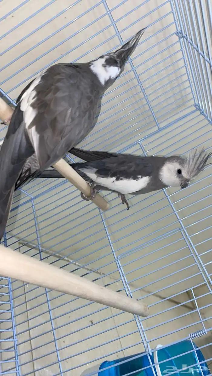 جوز كروان هولاندي 2