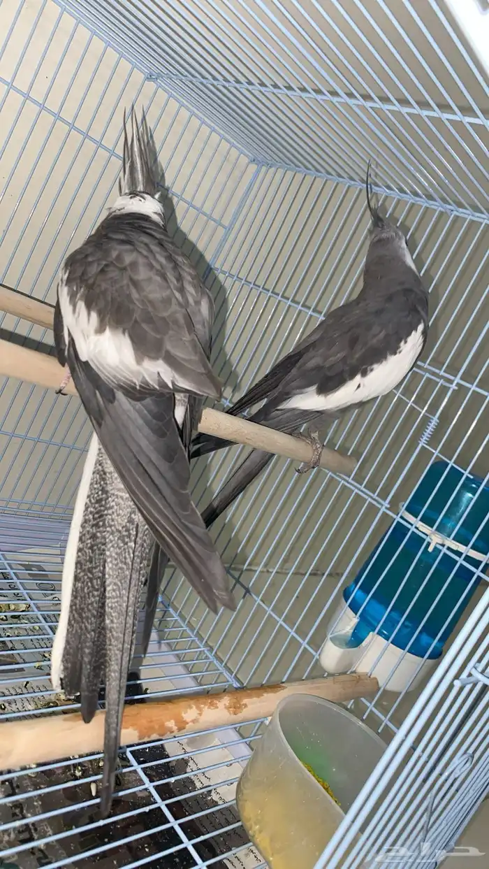 جوز كروان هولاندي 5