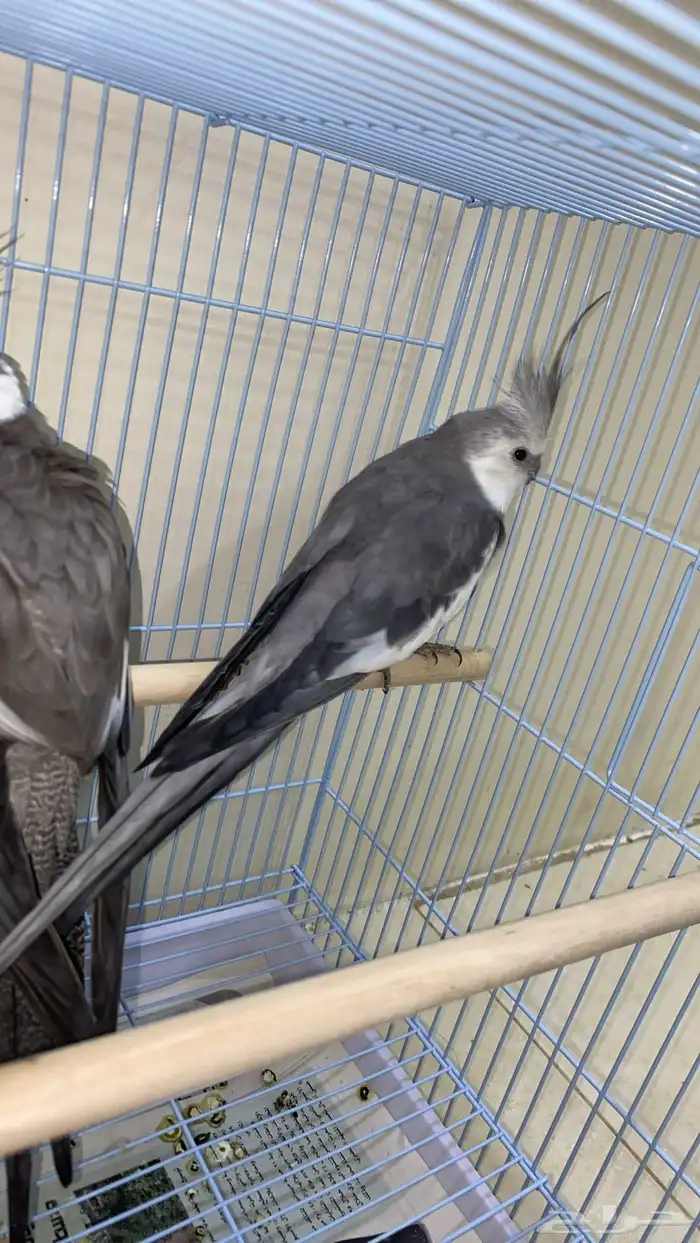 جوز كروان هولاندي 3