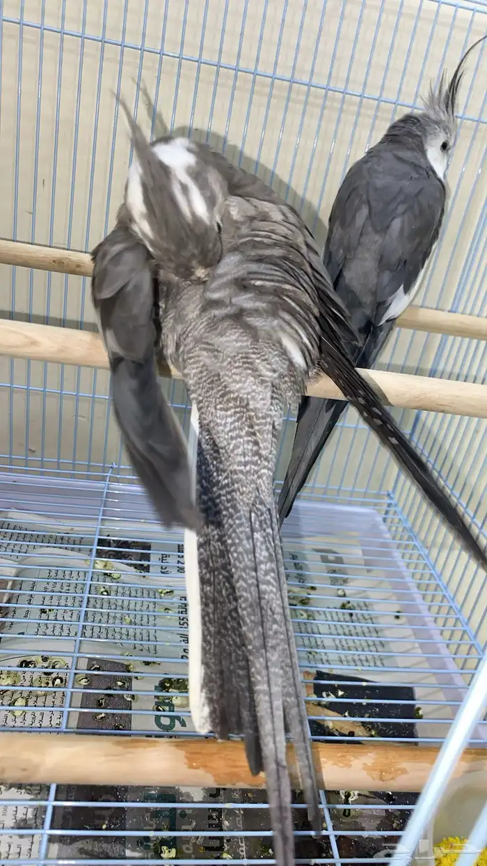 جوز كروان هولاندي 4