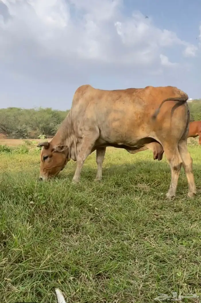 بقره لفاف طرا 1