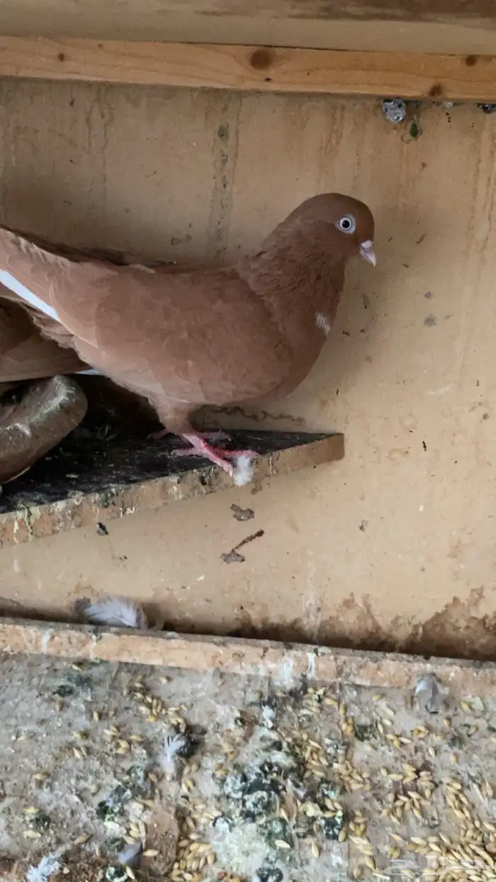 جوز حمام سوري درجه اولى 2