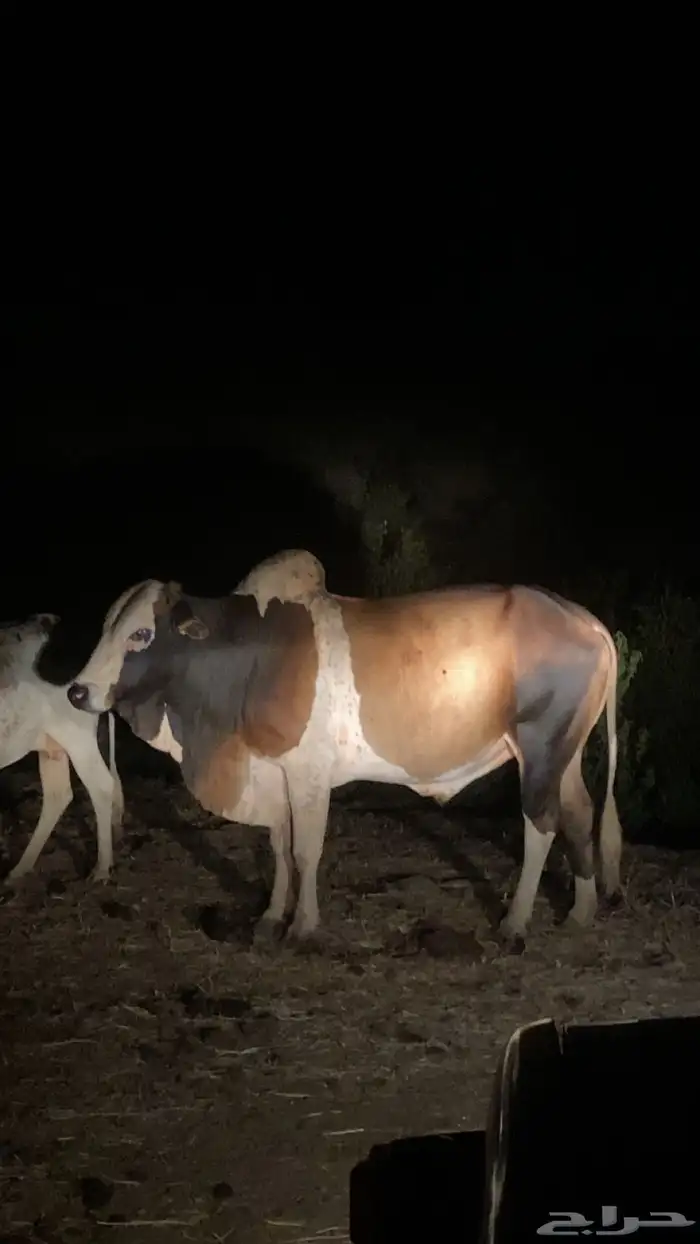 ثور للبيع بلدي الموقع هروب على السوم 0