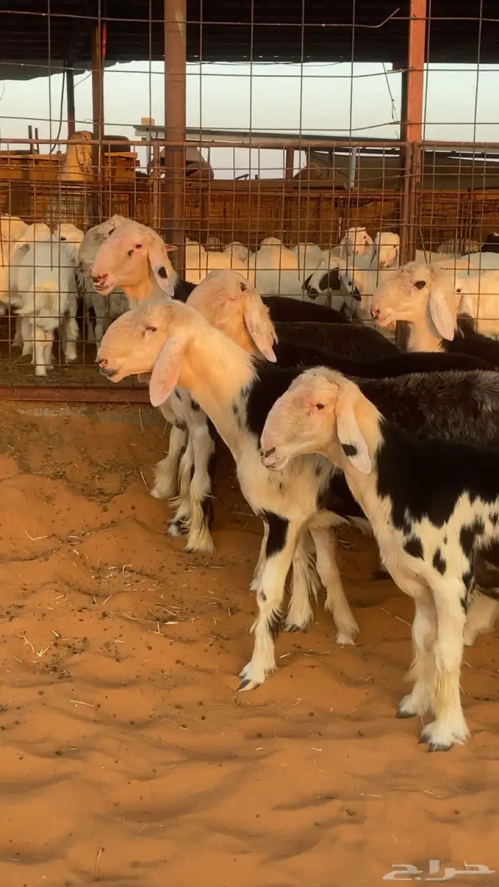 طليان نجد للبيع 0