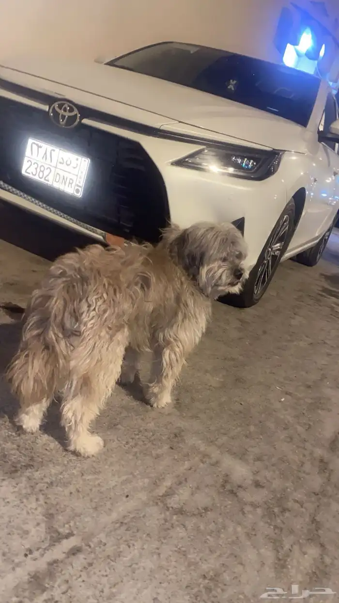 سبب البيع ما في مكان أحطه فيه ويلعب كثير ومطعم كل الأطعمة 2